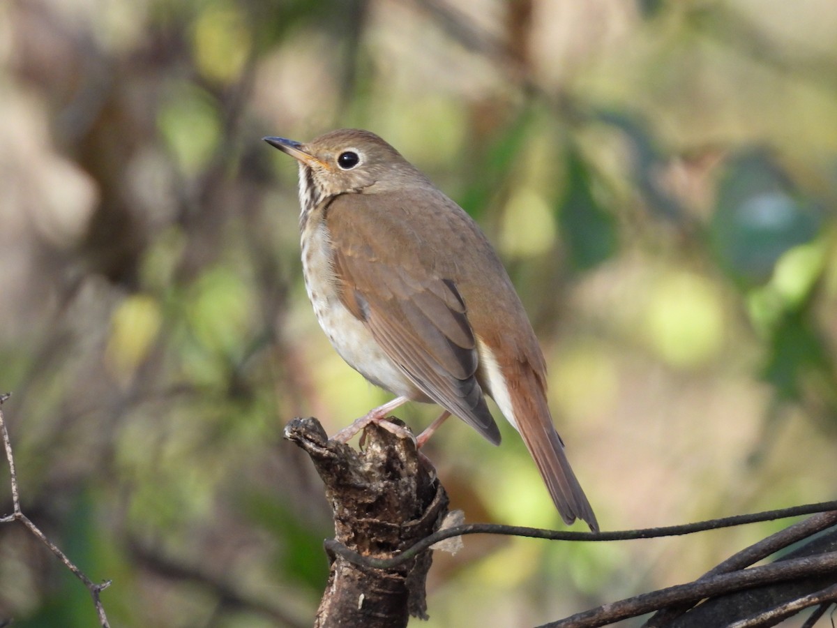 Hermit Thrush - ML611396574