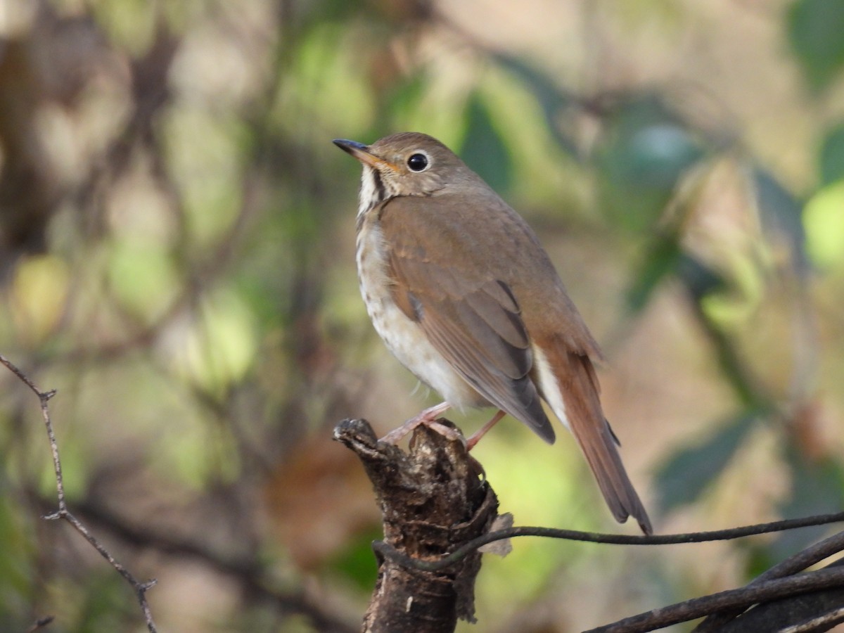 Hermit Thrush - Jeanene Daniels