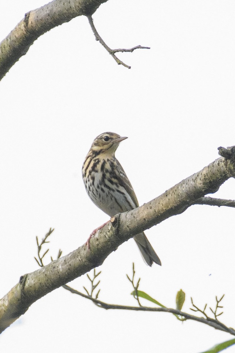 Olive-backed Pipit - ML611396618