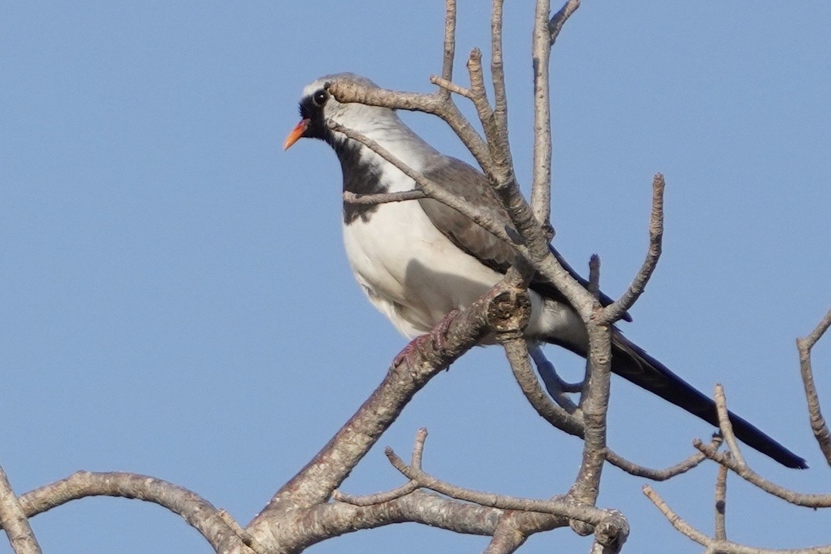 Namaqua Dove - ML611396622