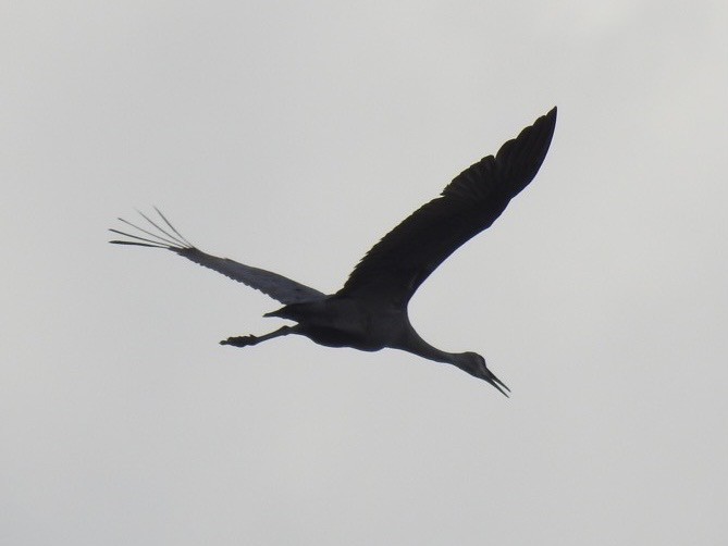 Sandhill Crane - ML611396657