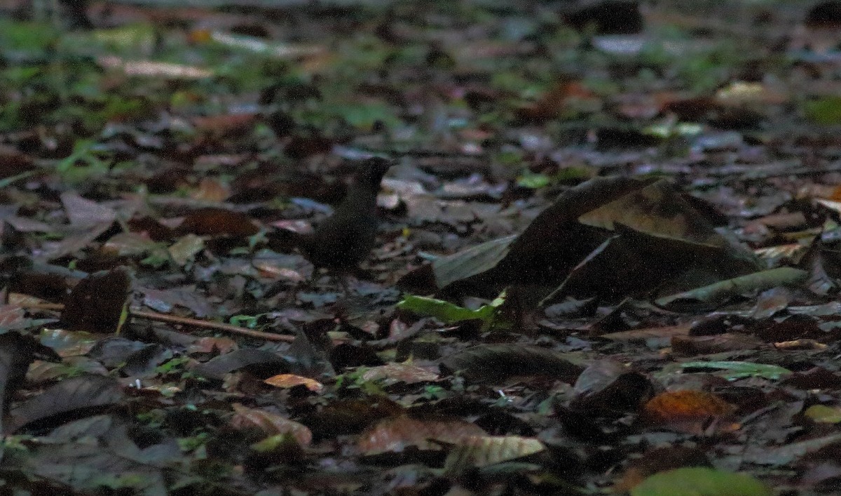 Black-faced Antthrush (Black-faced) - ML611396668