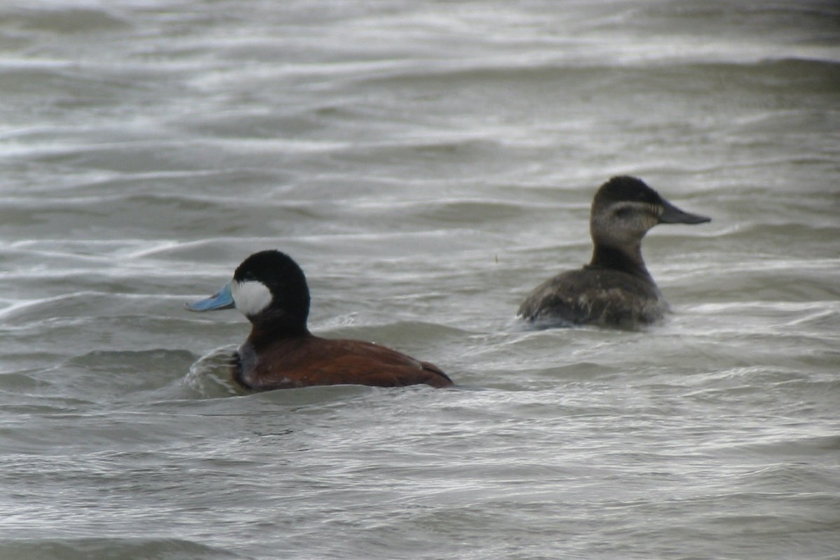 Ruddy Duck - ML611396684