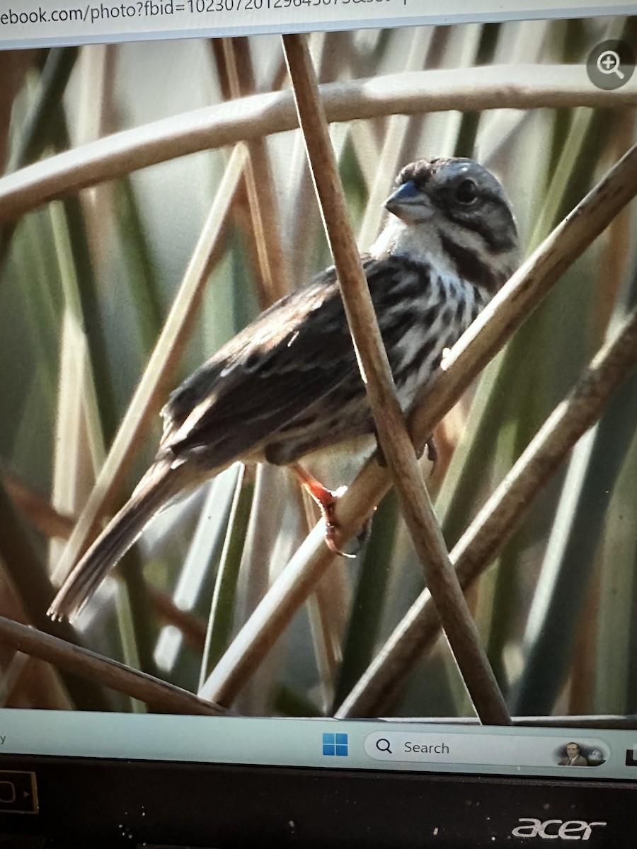 Song Sparrow - ML611396744