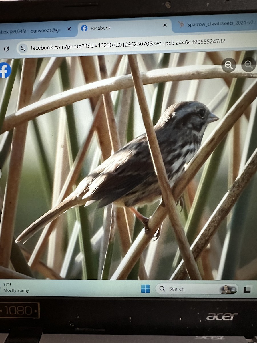 Song Sparrow - ML611396745