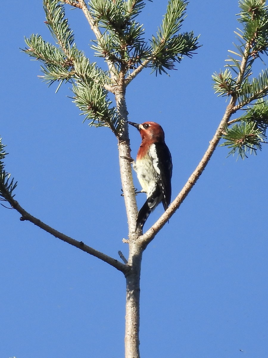 Red-breasted Sapsucker - ML611396750