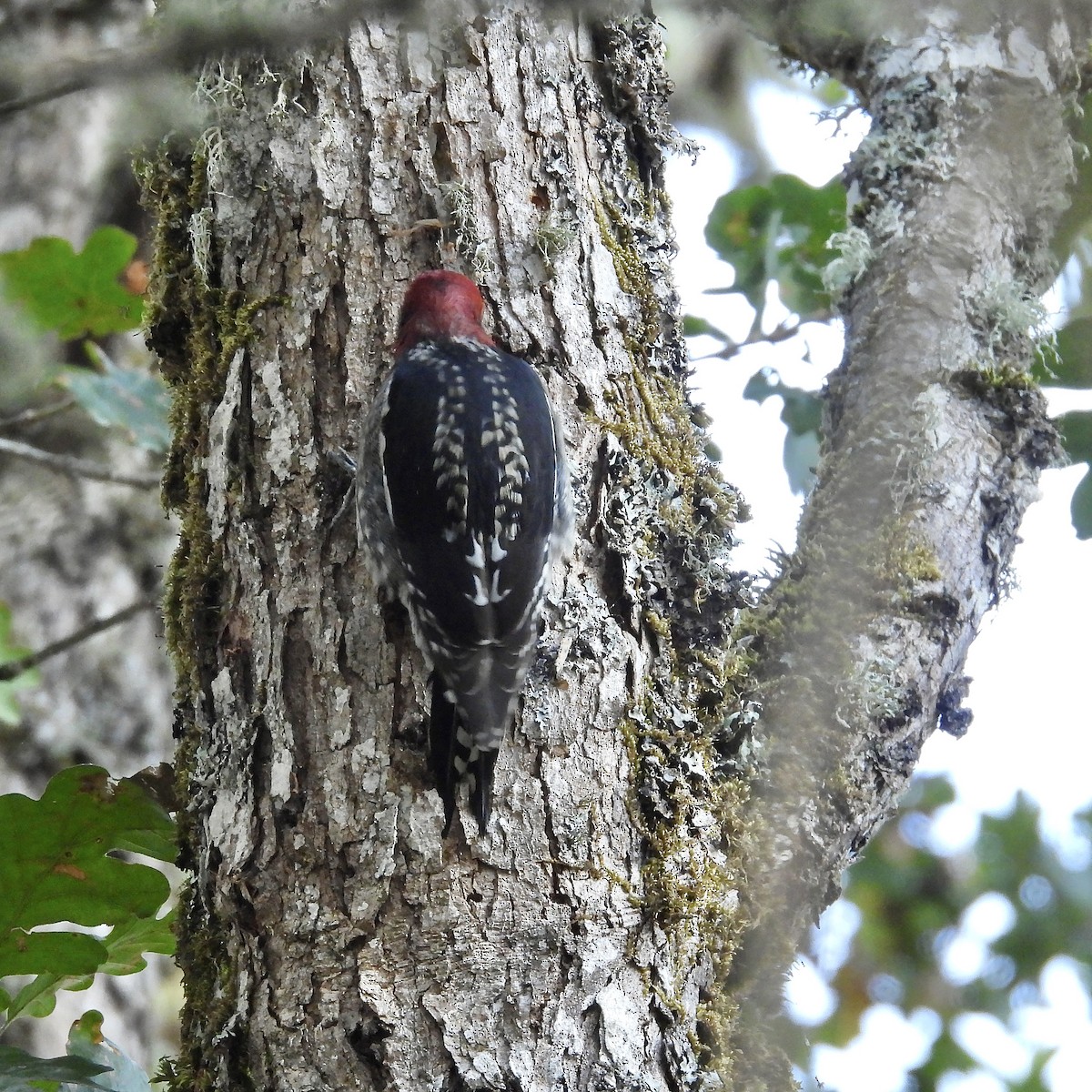 Red-breasted Sapsucker - ML611396751