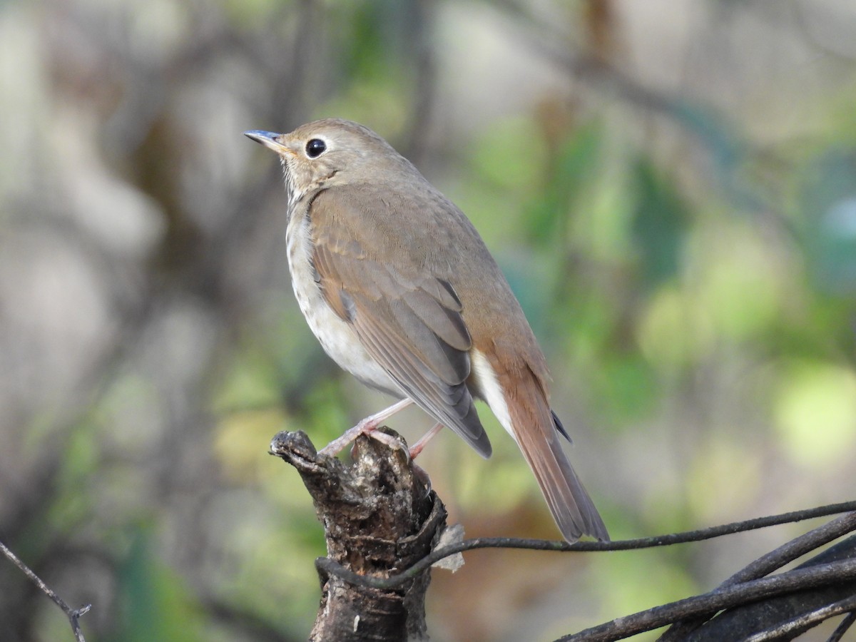 Hermit Thrush - ML611396752