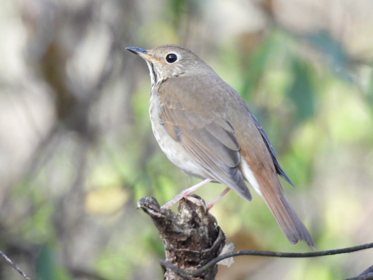 Hermit Thrush - ML611396773