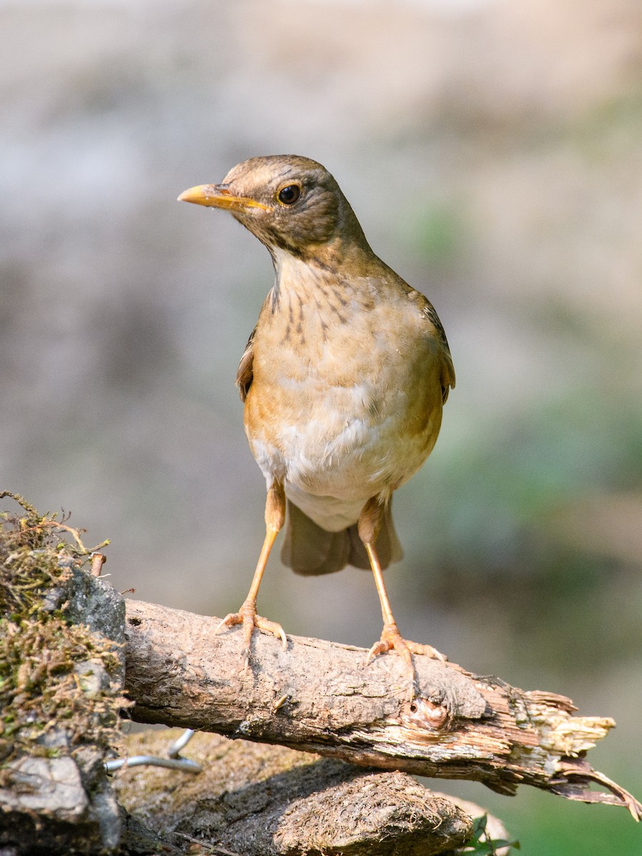 Tickell's Thrush - ML611396975