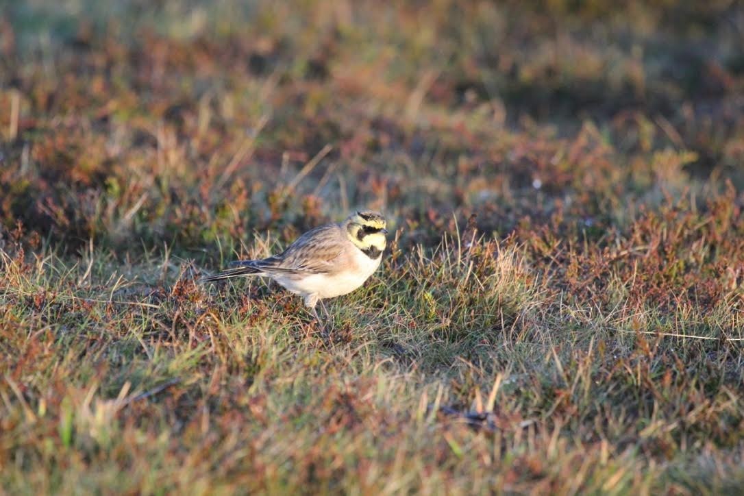 Horned Lark - ML611397059