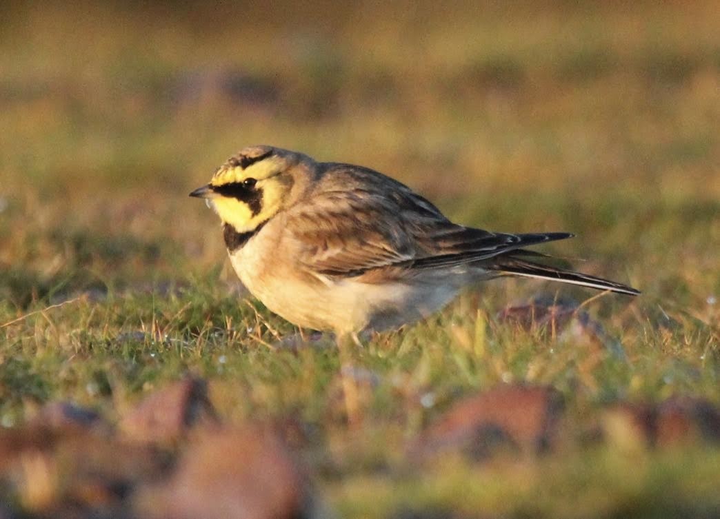 Horned Lark - ML611397061