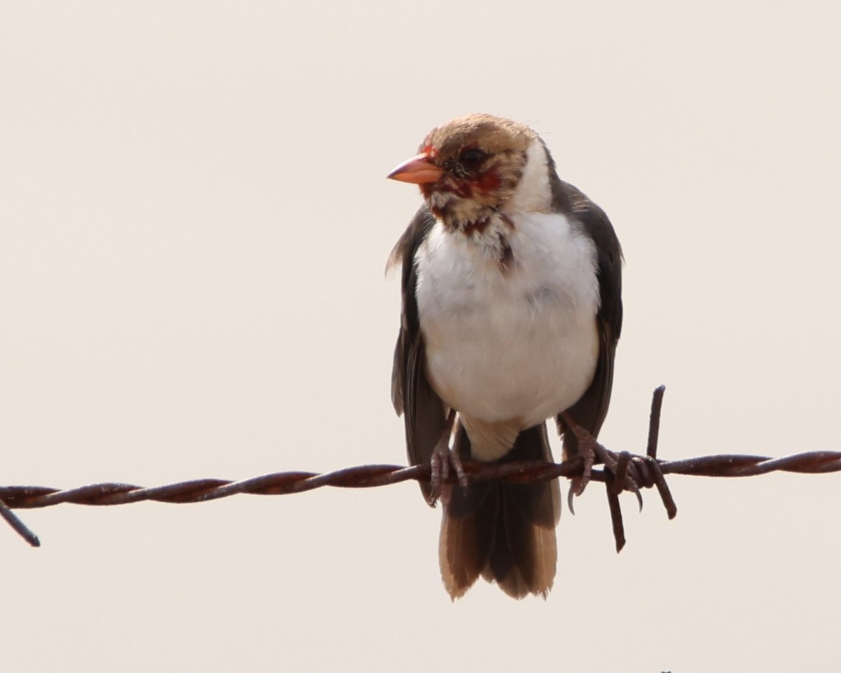 Yellow-billed Cardinal - ML611397067