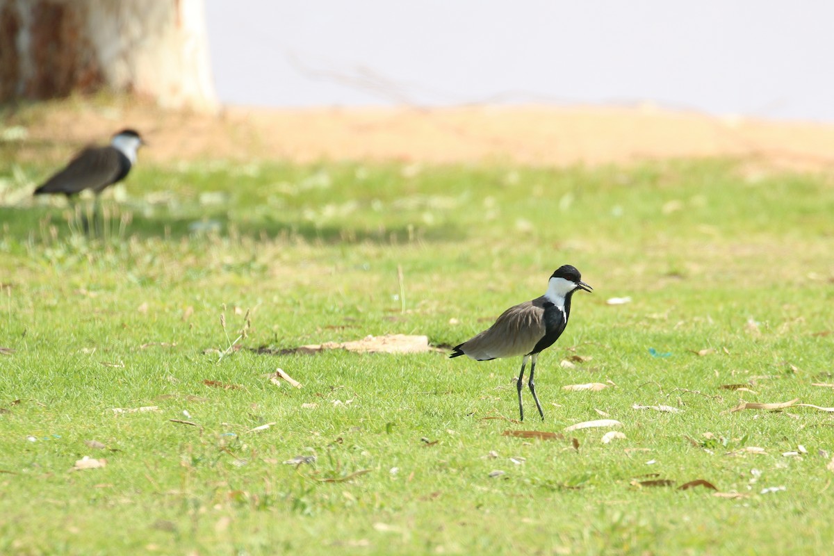 Spur-winged Lapwing - Oscar Campbell