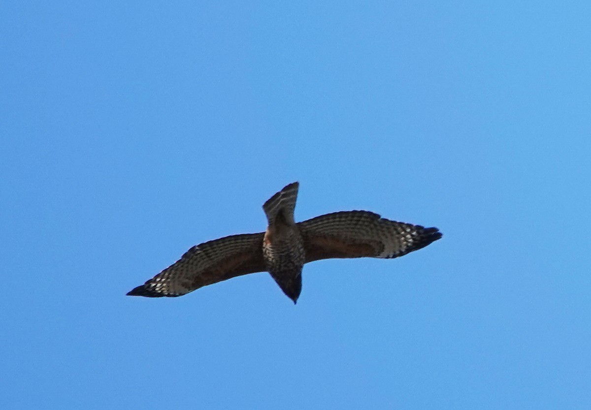 Red-shouldered Hawk - ML611397084