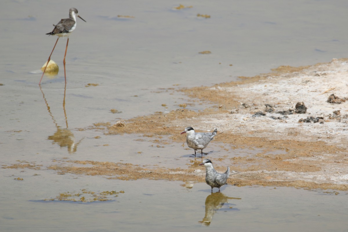 Whiskered Tern - Oscar Campbell