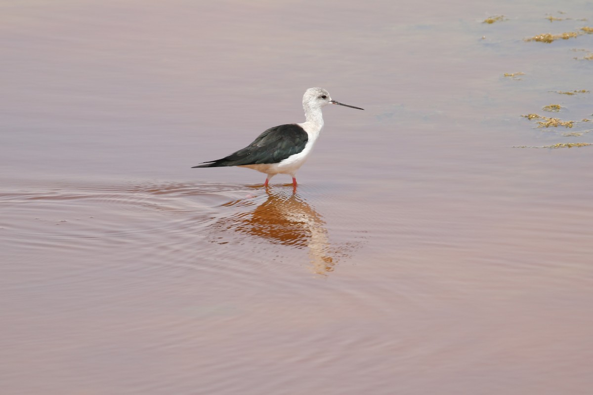 Black-winged Stilt - Oscar Campbell