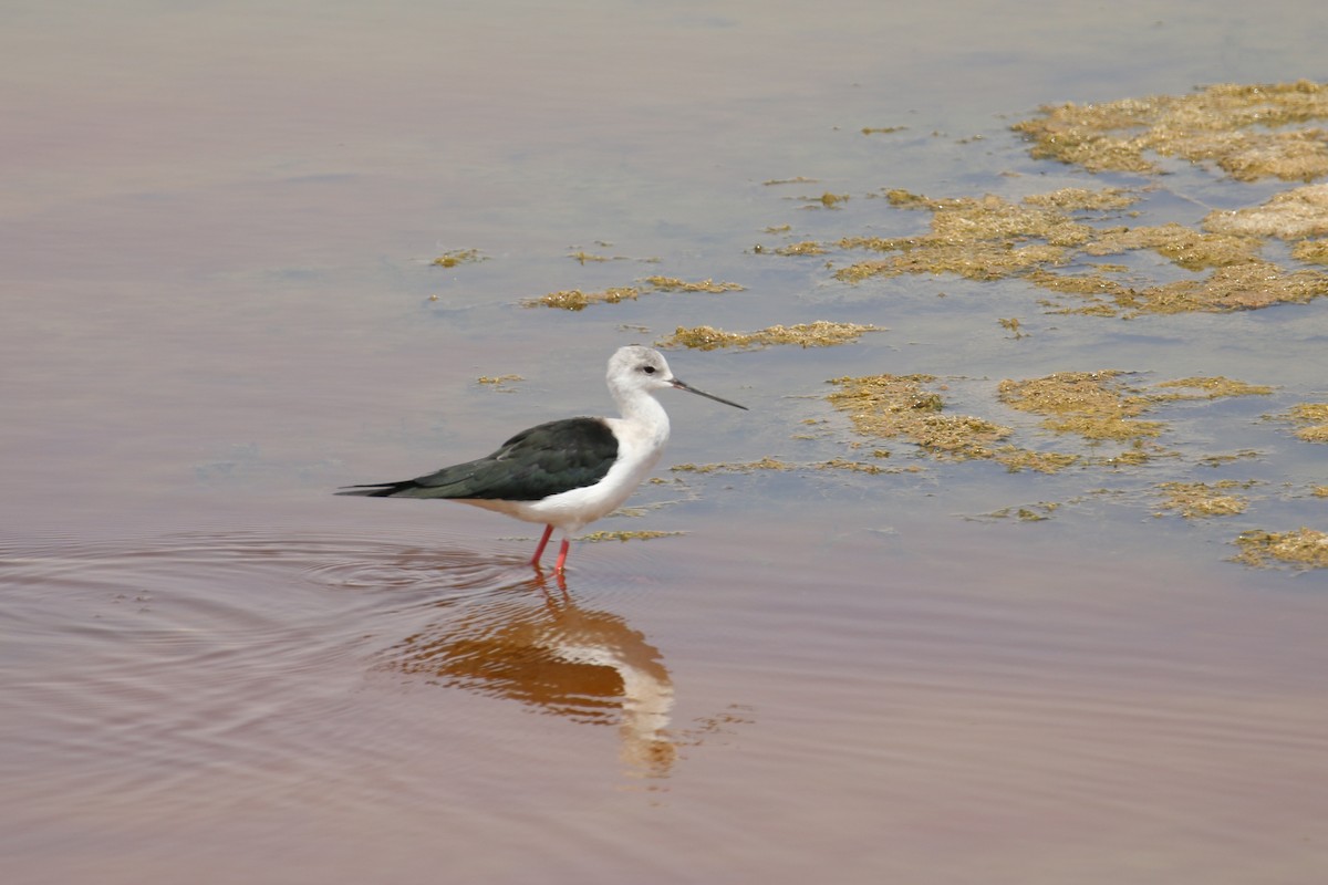 Black-winged Stilt - Oscar Campbell