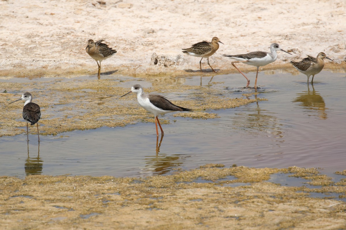 Black-winged Stilt - ML611397097