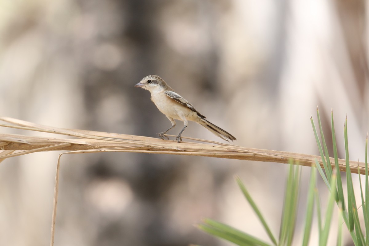 Masked Shrike - ML611397117