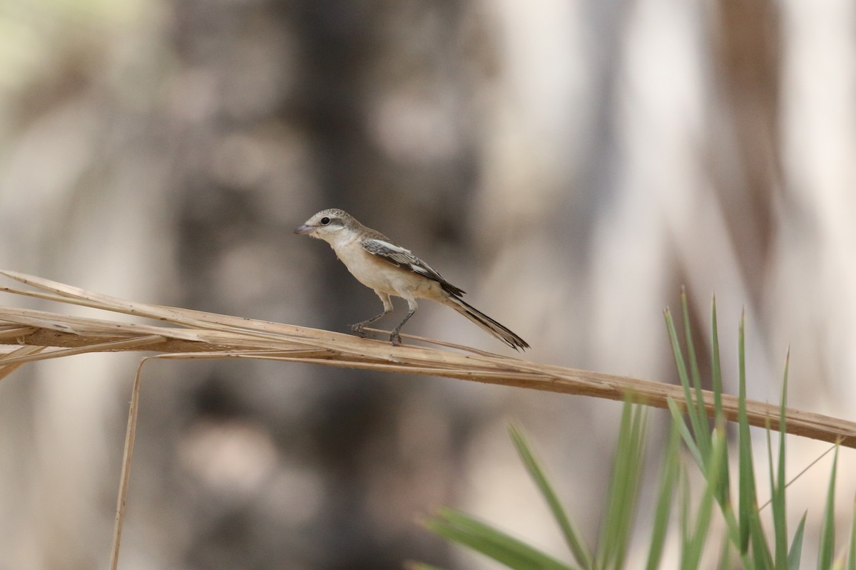 Masked Shrike - ML611397118