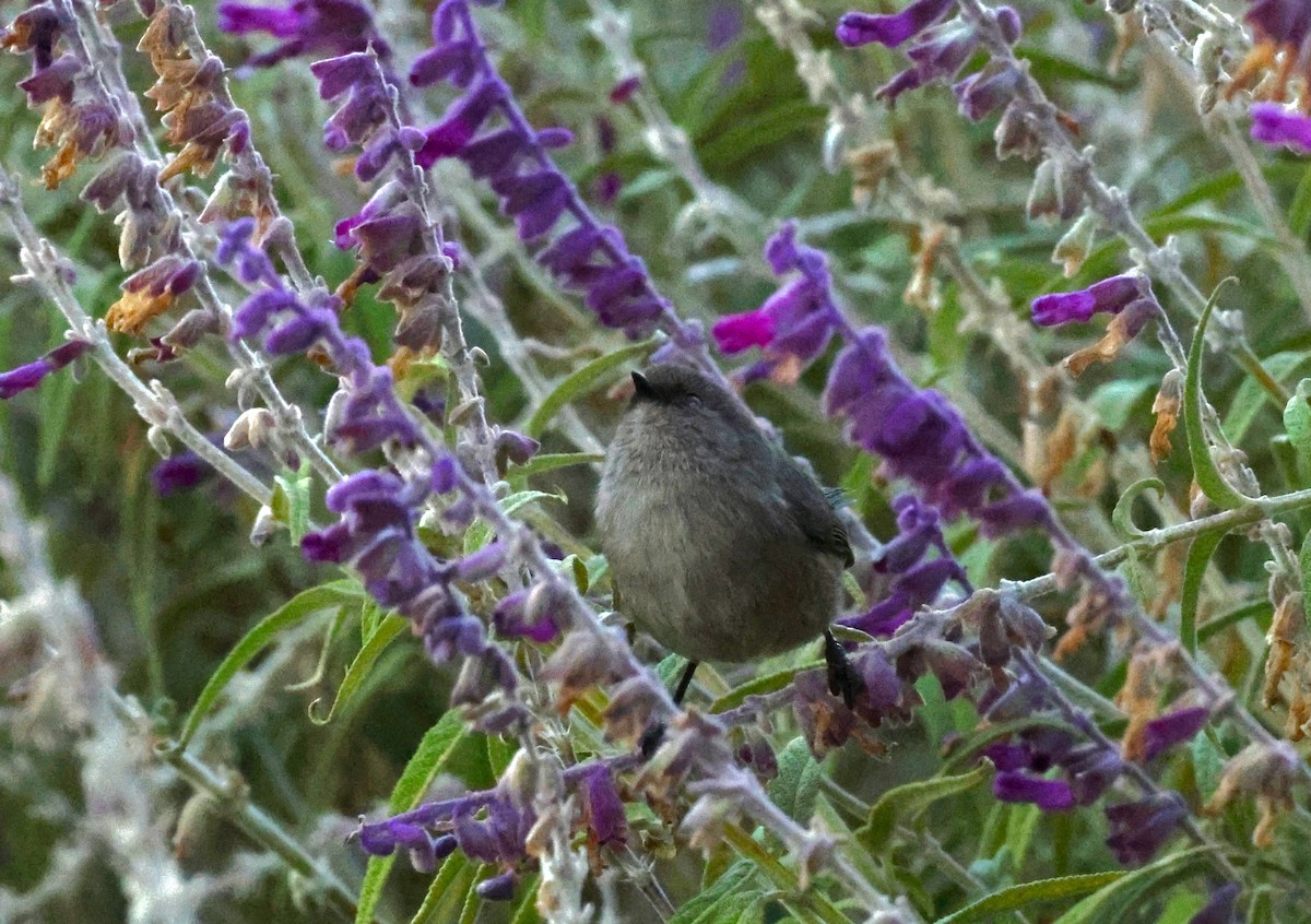 Bushtit - ML611397122