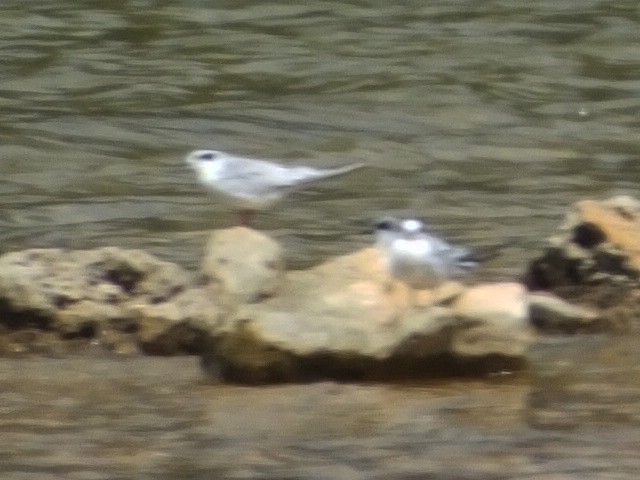 Forster's Tern - ML611397133