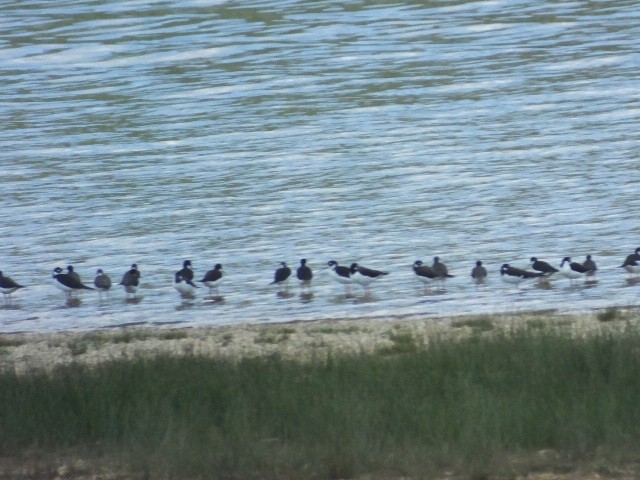 Black-necked Stilt - ML611397146