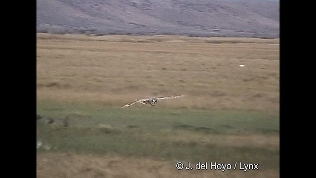 Short-eared Owl (South American) - ML611397178