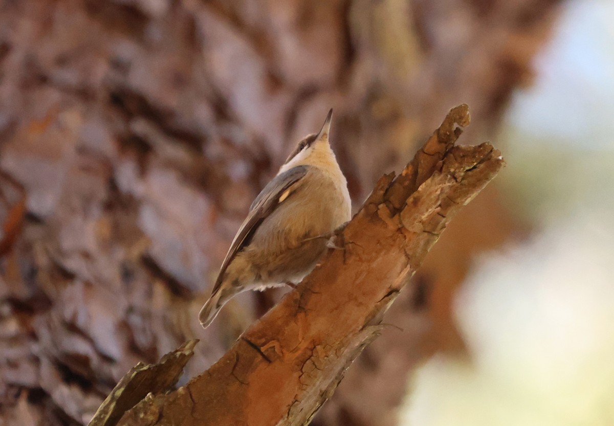 Brown-headed Nuthatch - ML611397268