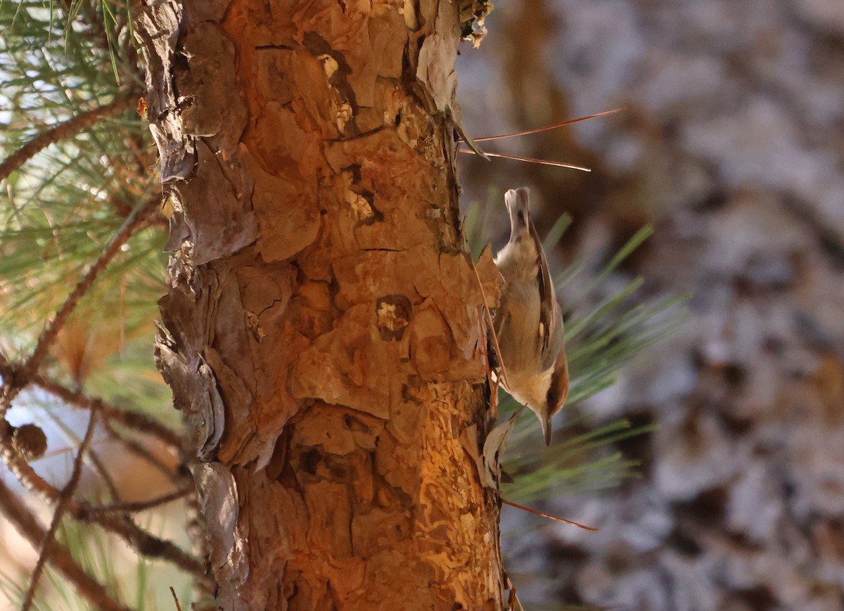 Brown-headed Nuthatch - ML611397270
