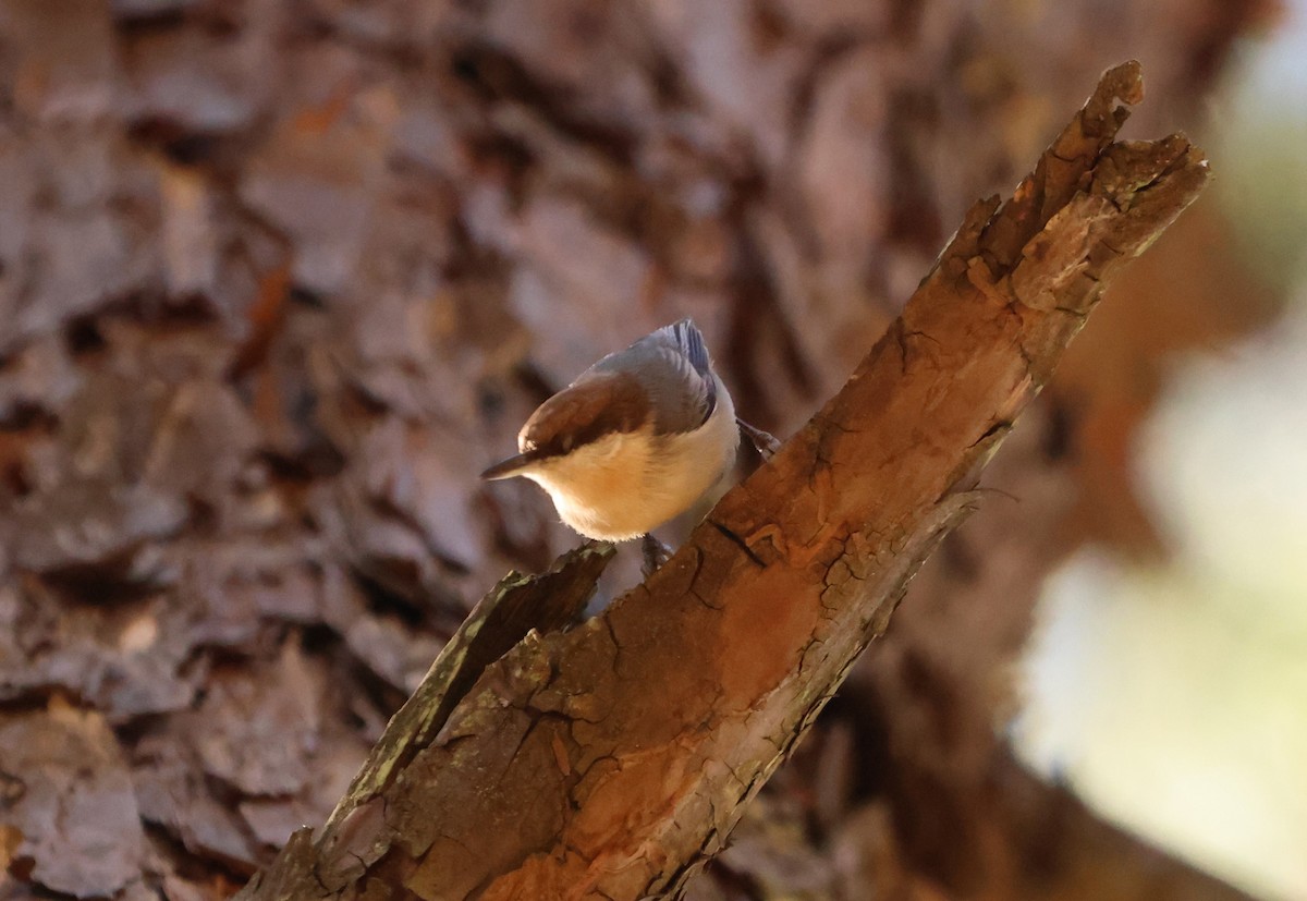 Brown-headed Nuthatch - ML611397271