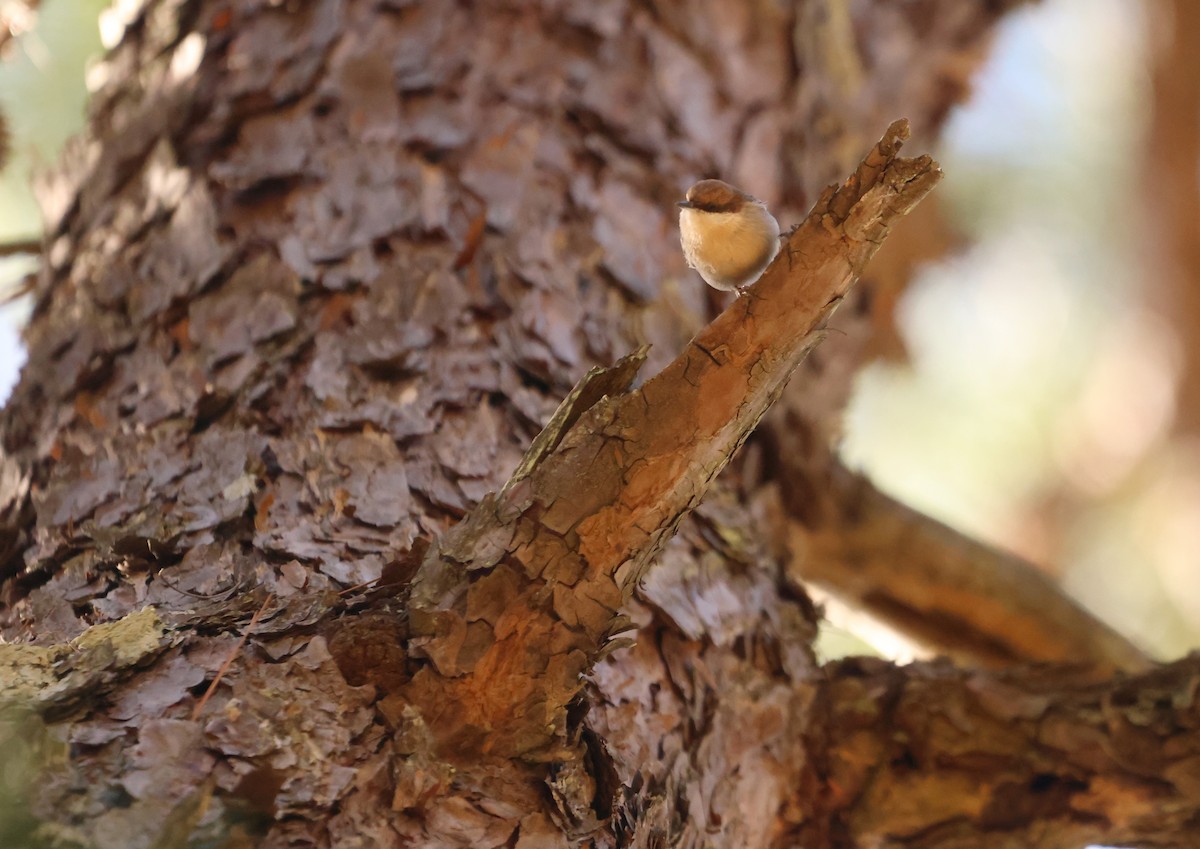 Brown-headed Nuthatch - ML611397272