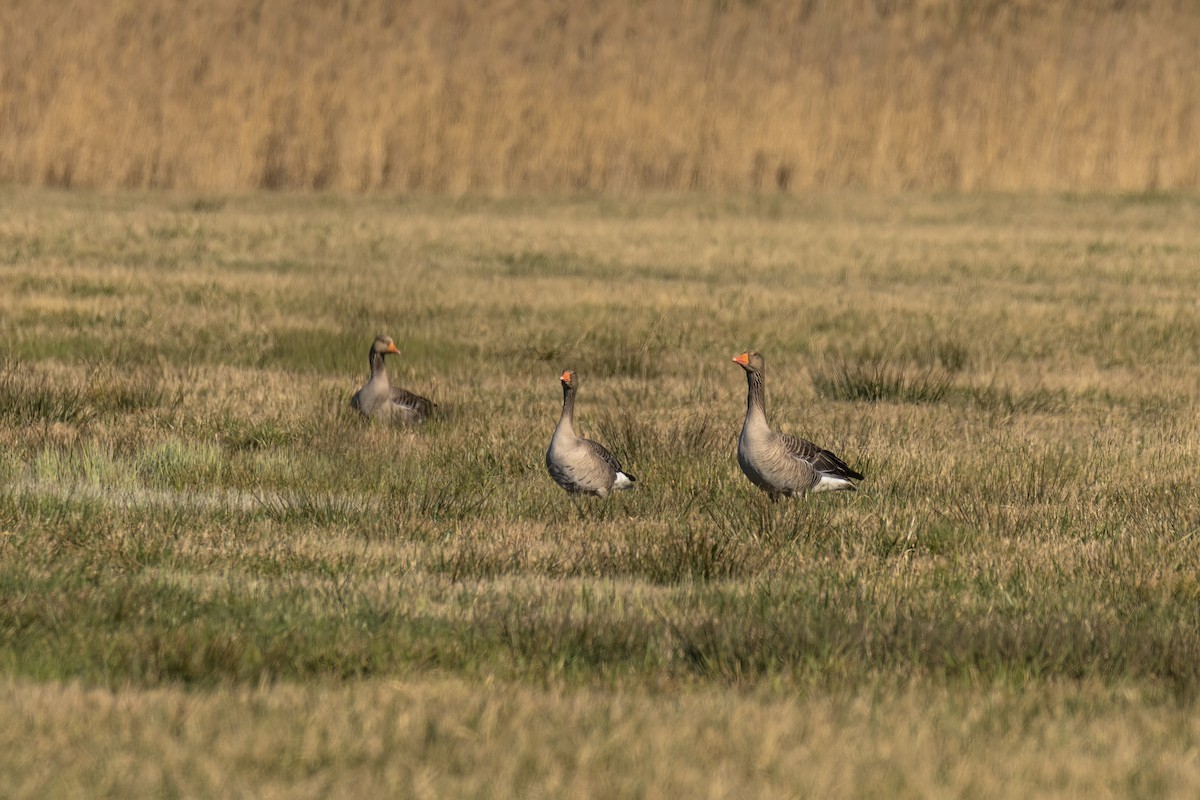 Graylag Goose - ML611397318