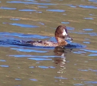 Greater Scaup - ML611397488