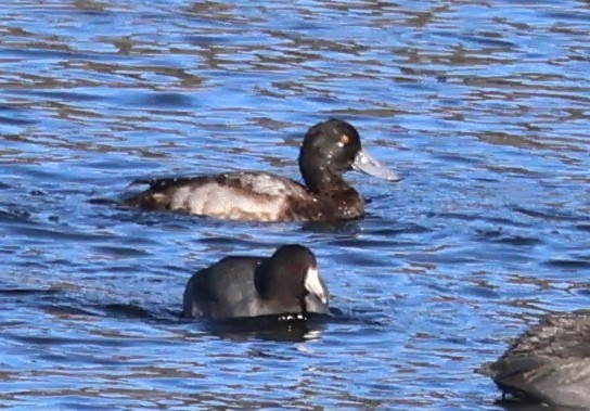 Greater Scaup - ML611397490