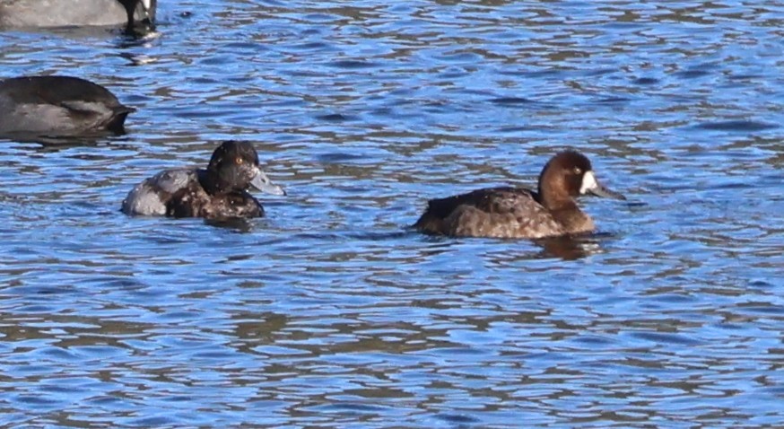 Greater Scaup - ML611397492