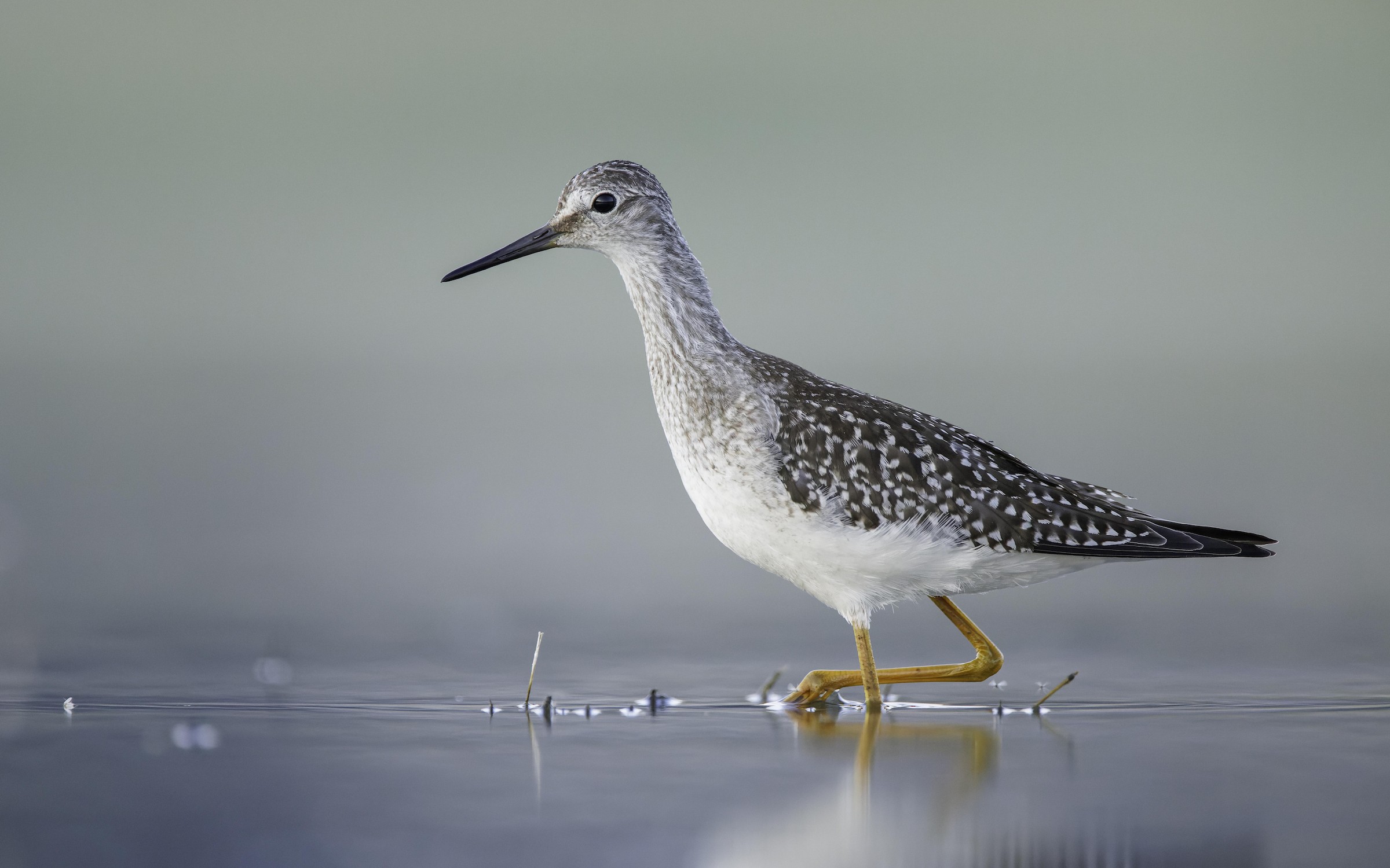 Lesser Yellowlegs; Blair Dudeck