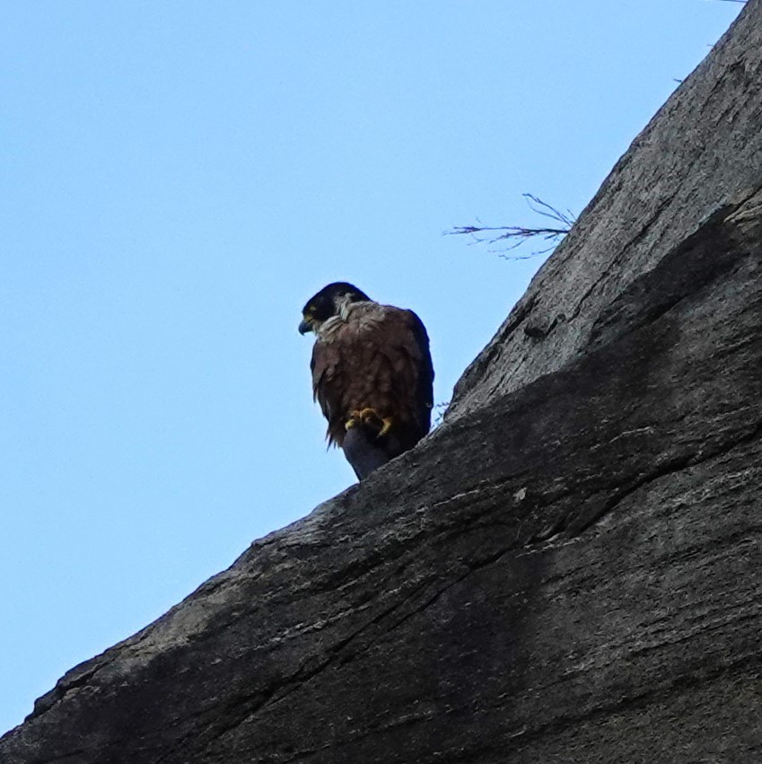 Peregrine Falcon (Shaheen) - ML611397694