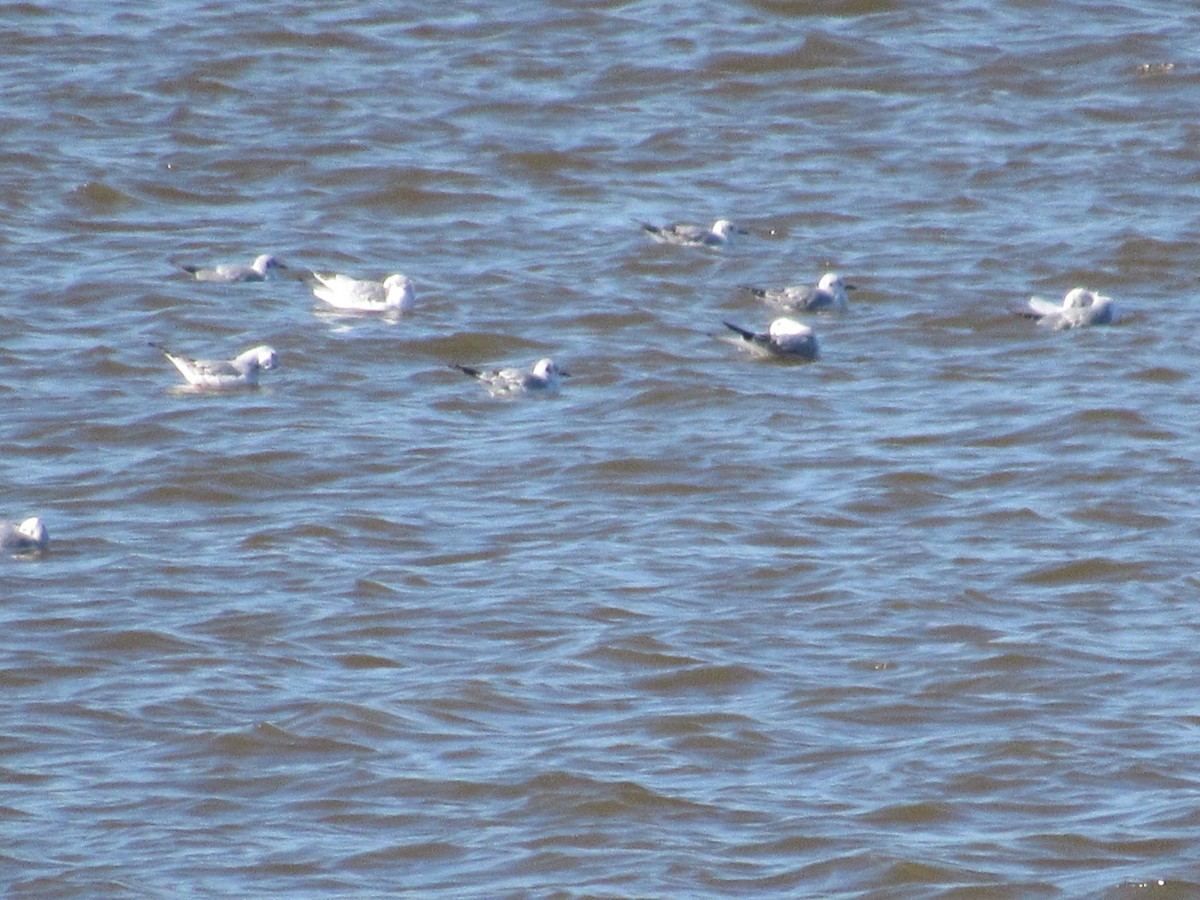 Bonaparte's Gull - ML611397739