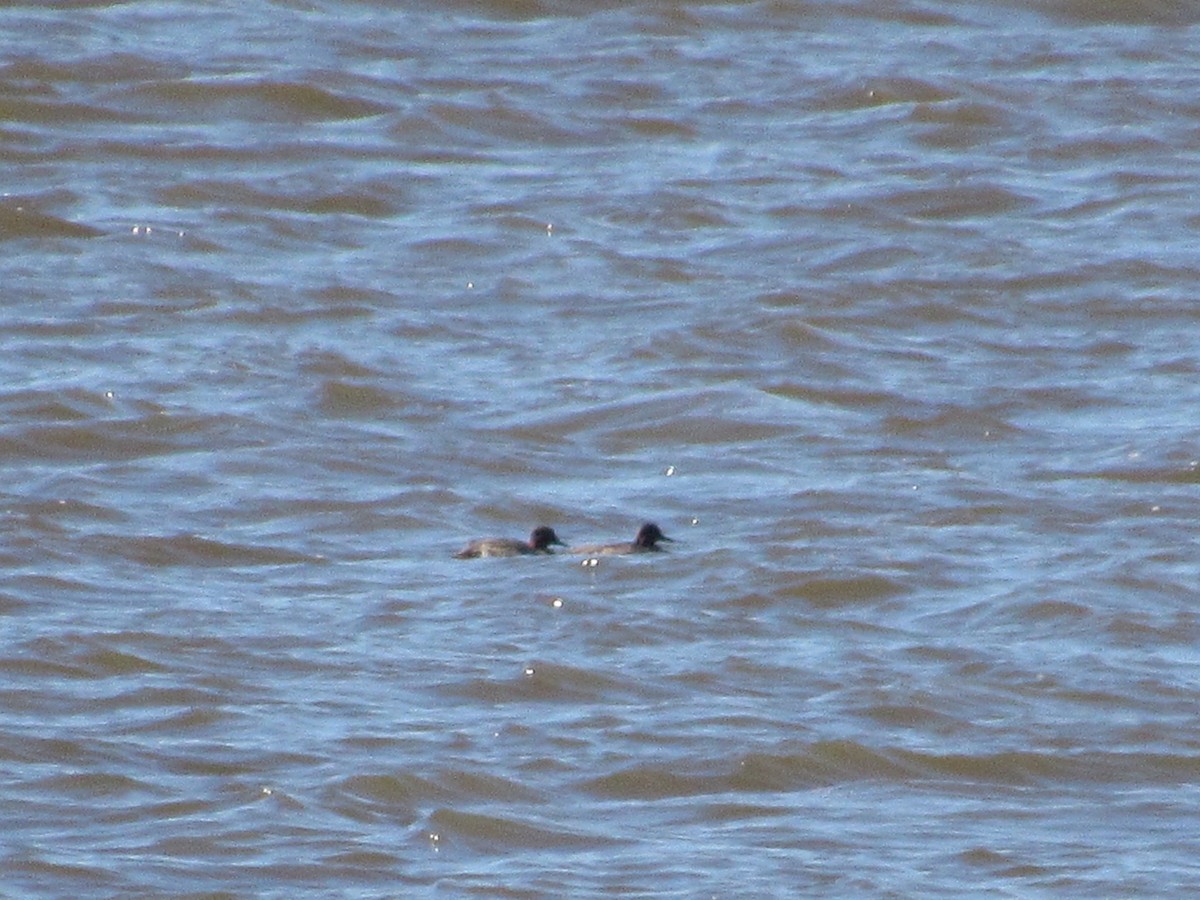 Green-winged Teal - ML611397742
