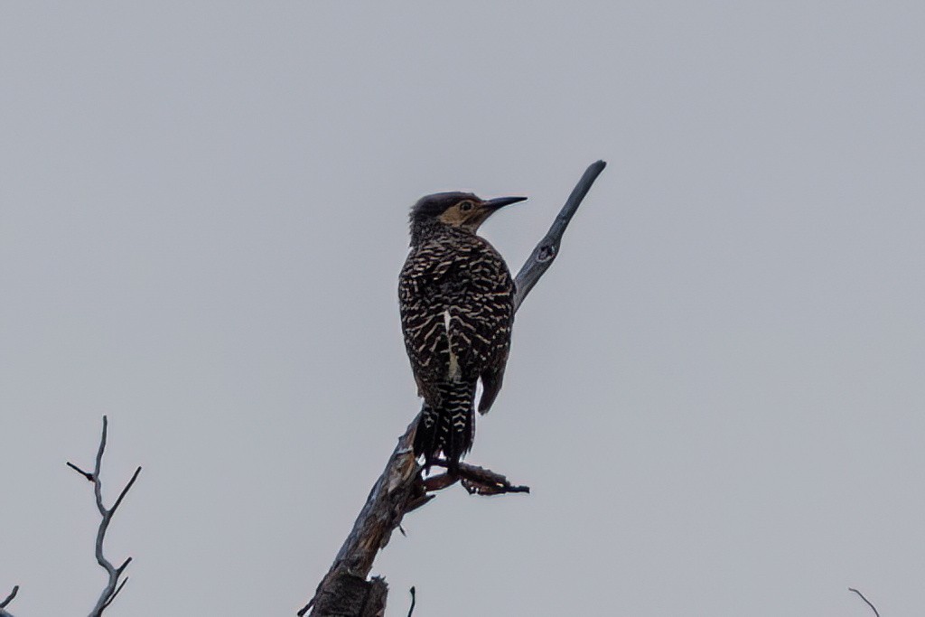 Chilean Flicker - ML611397756