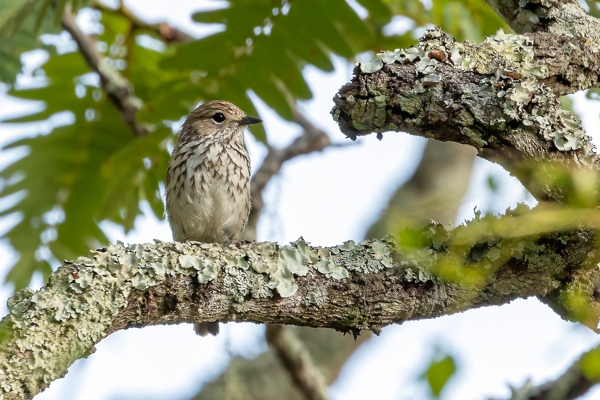 Böhm's Flycatcher - Daniel Danckwerts (Rockjumper Birding Tours)