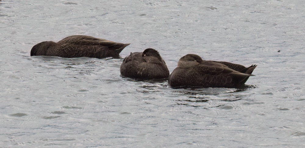 American Black Duck - ML611397816
