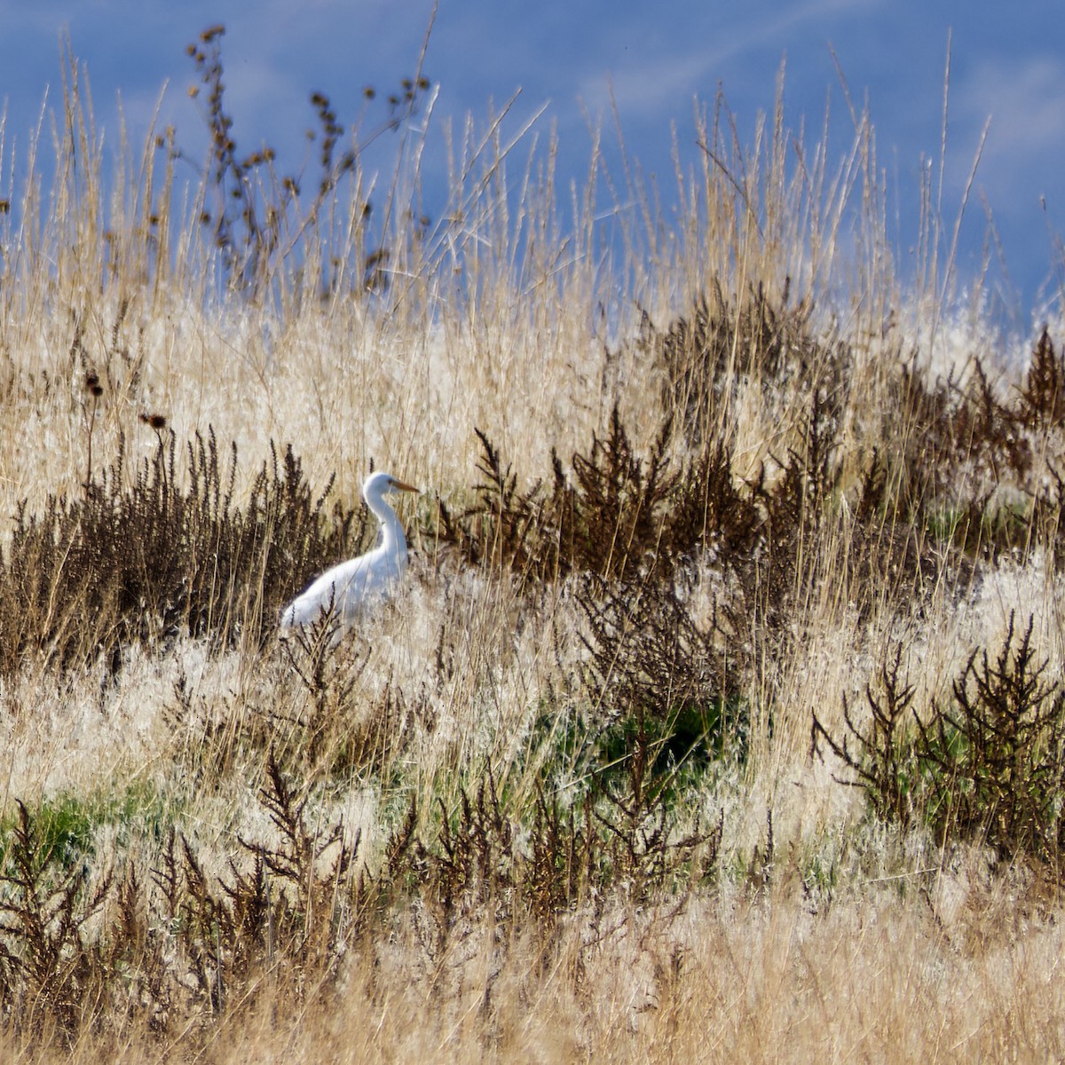 Great Egret - ML611397856