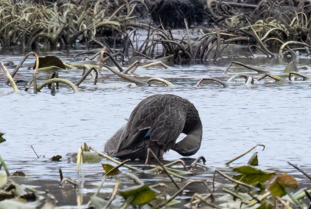 American Black Duck - ML611397888