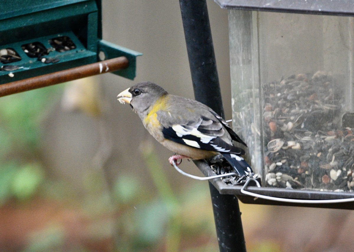 Evening Grosbeak - ML611397940