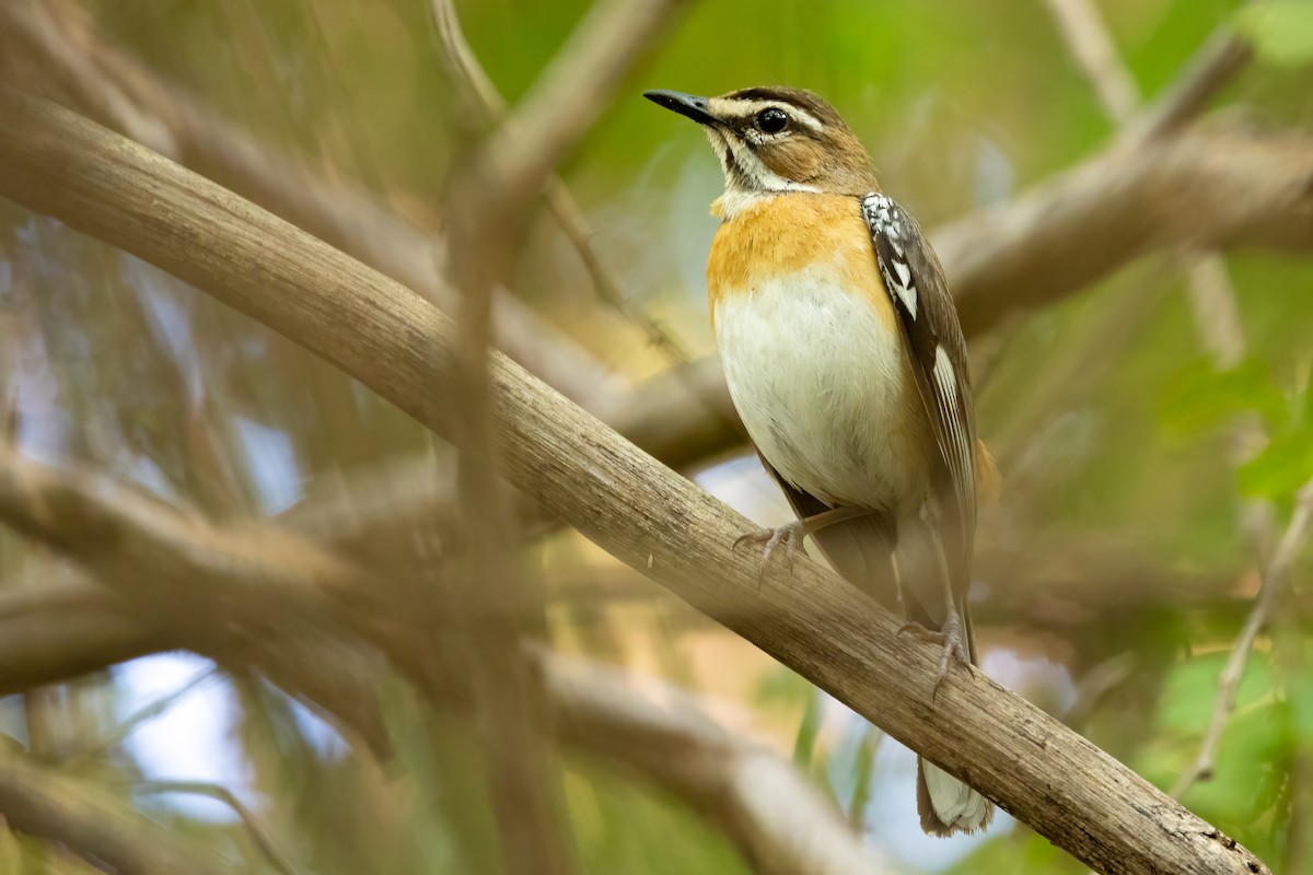 Bearded Scrub-Robin (Bearded) - Daniel Danckwerts (Rockjumper Birding Tours)