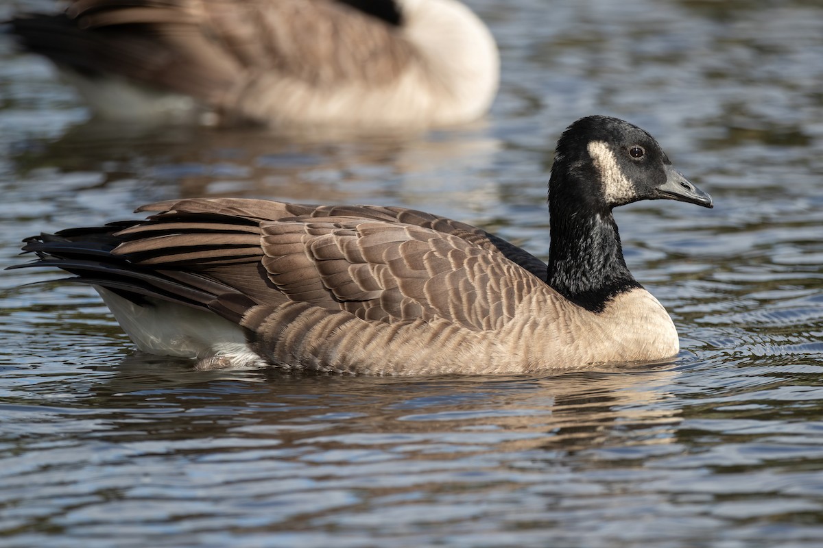 Cackling/Canada Goose - Davey Walters