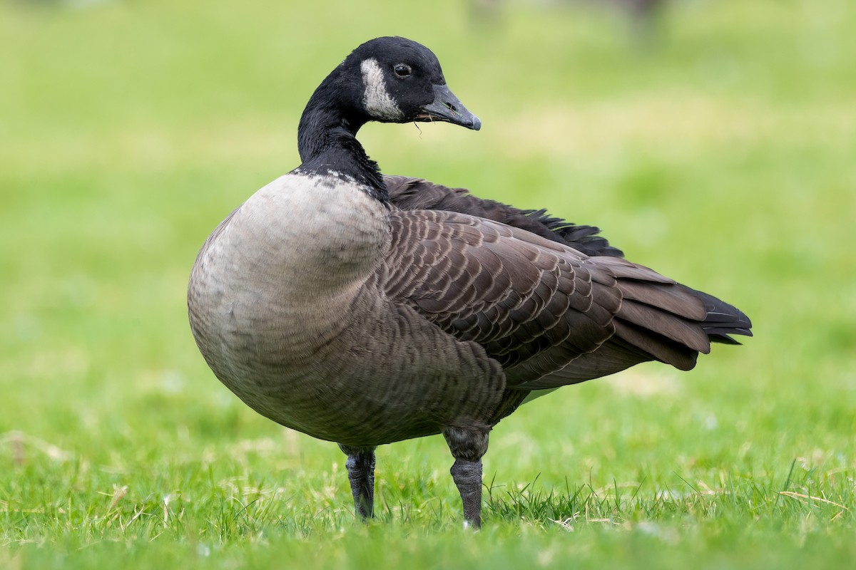 Cackling/Canada Goose - Davey Walters